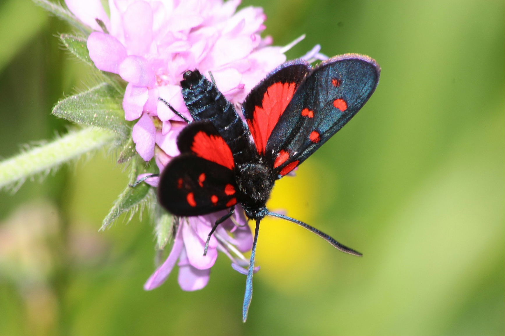 Zygaena da determinare